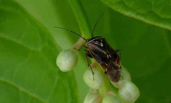 Parasit tumbuhan menusuk bug tumbuhan yang teratur