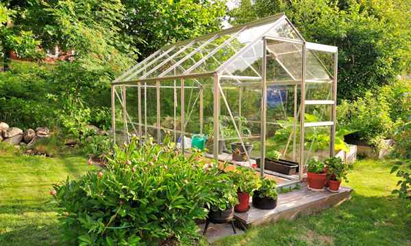 50 tanaman rumah kaca terbaik untuk tumbuh setiap tahun