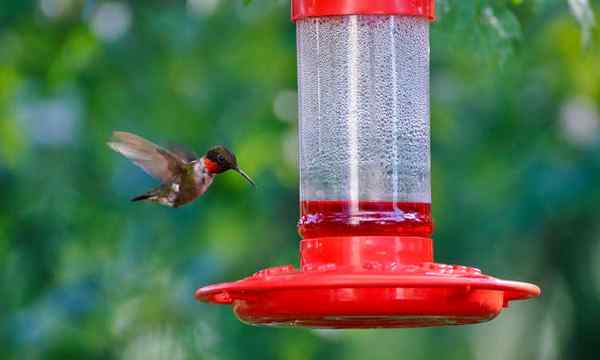 Les meilleures mangeoires à colibri pour votre jardin par type
