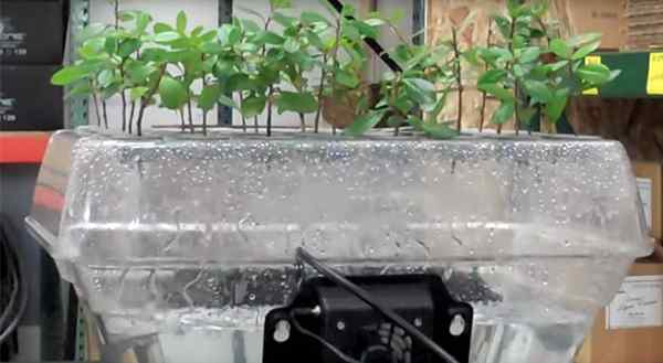 Les meilleures machines de clonage hydroponique et aéroponique pour les plantes