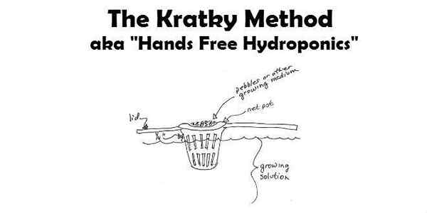 O método kratky como cultivar alimentos quase automaticamente