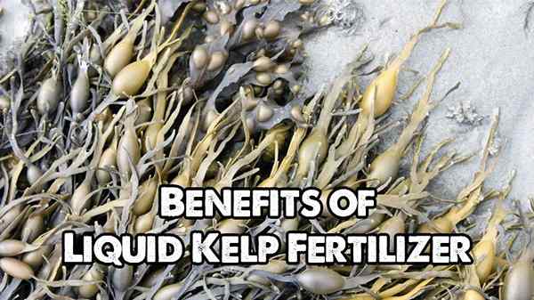 Os muitos benefícios do fertilizante líquido de algas