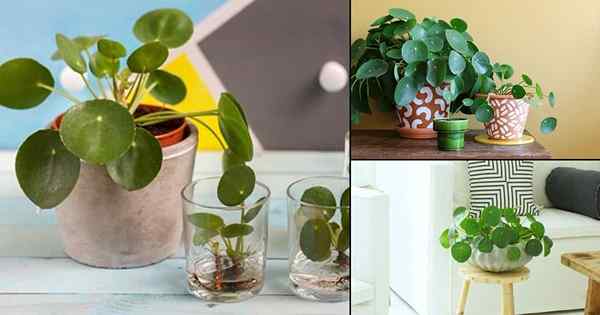 Essas fotos provam que a planta de dinheiro chinesa é uma planta de casa perfeita para a mesa