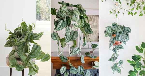 Ces photos de Pothos en satin argenté feront de vous son fan!