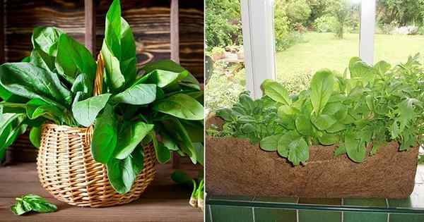 Des choses que vous devriez savoir pour cultiver des épinards à l'intérieur toute l'année