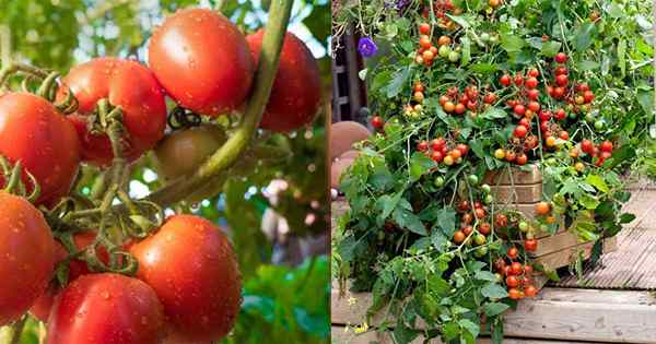 Petua tomato 2 kedua ini dapat meningkatkan produktiviti tumbuhan tomato