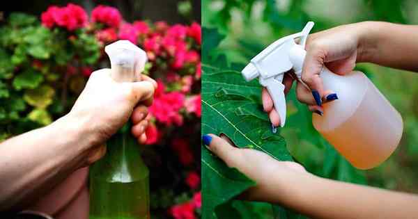 Cette incroyable recette de pesticides naturels est si efficace que vous pouvez vous débarrasser des ravageurs en un rien de temps