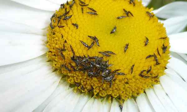 Thrips, wie man diese schrecklichen Saugschädlinge loswerden kann