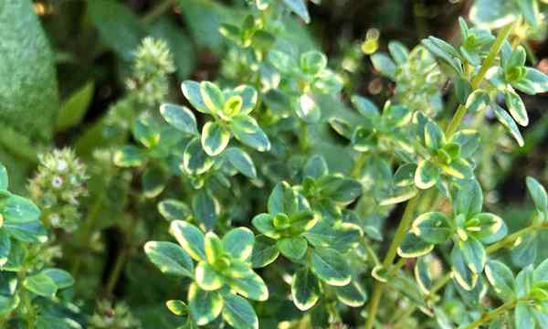 Soins de la plante de thym dans le jardin du chef