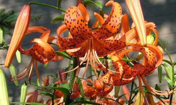Tigre Lily Growing lilium lancifolium