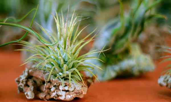 Tillandsia Ionantha Wie man eine glückliche kleine Luftpflanze anbaut