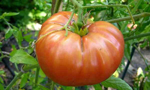 Tomatenbegleiterpflanzen bewährte Teamkollegen