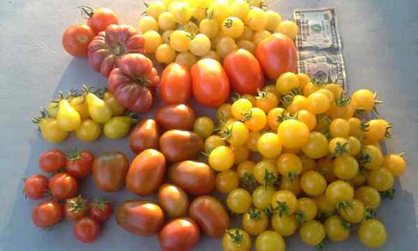 Pupuk tomat cara memberi makan tanaman Anda untuk panen tertinggi