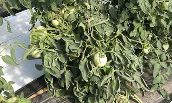 Les feuilles de tomate boulonnent ce qu'elle est et comment le réparer