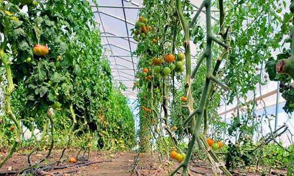 Espacement des plantes de tomate tout ce que vous devez savoir