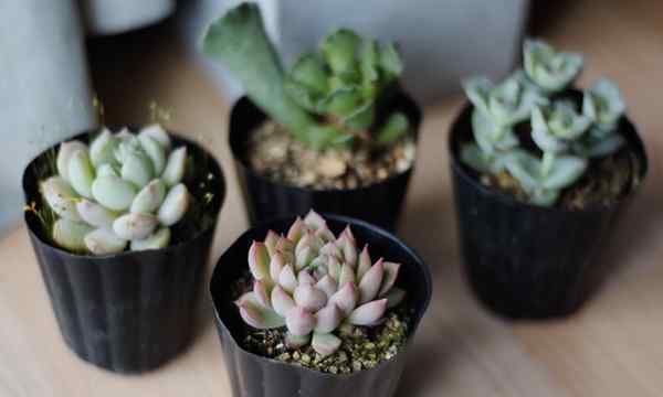 Top 21 succulentes intérieures et comment s'occuper d'eux