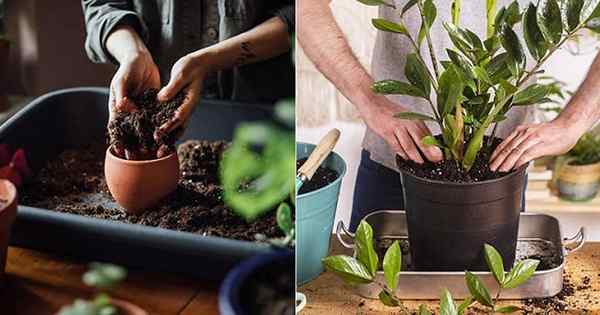 Kesalahan 8 teratas untuk dielakkan semasa repotting houseplants