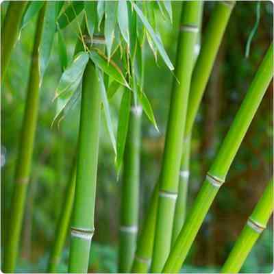 Tip Penanaman Bambu Teratas | Cara menanam bambu
