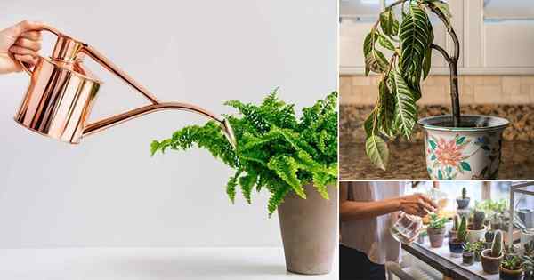 Aturan penyiraman houseplant teratas untuk diikuti