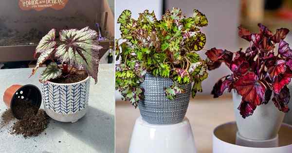 Top Rex Begonia Cuidado e dicas crescentes