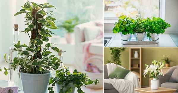 Plantas domésticas sensoriais superiores para um jardim interno estimulante