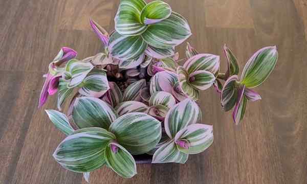 Tradescantia nanouk ładna roślina różowo-strakowa