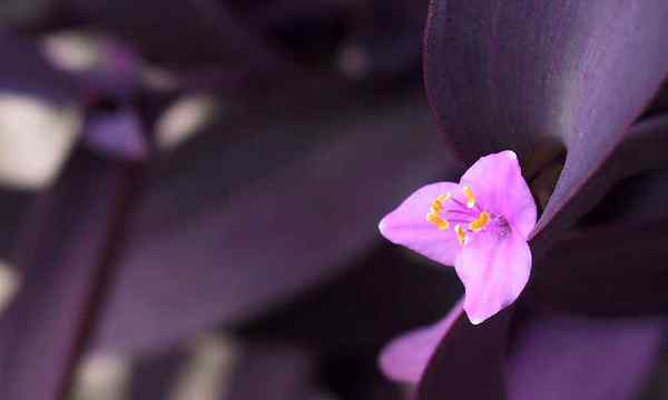 Tradescantia Pallida Purple Heart Wędrujący Żyd