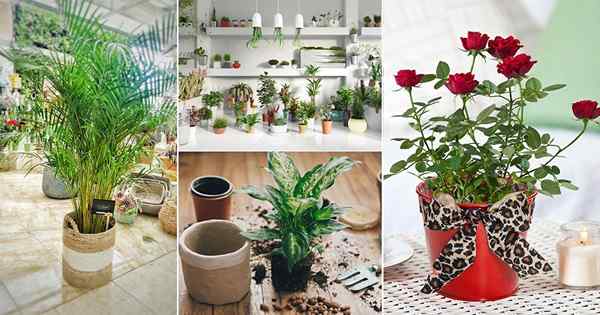 Trucos para obtener plantas de interior gratis | Plantas de jardín gratis