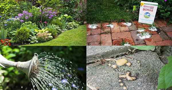 Incroyable Borax utilise dans le jardin