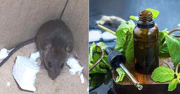 Use aceite de menta para repeler ratones en el hogar | Aceite de menta para disuadir a los ratones