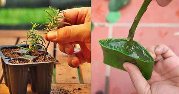 Verwenden von Aloe Vera als Wurzelhormon