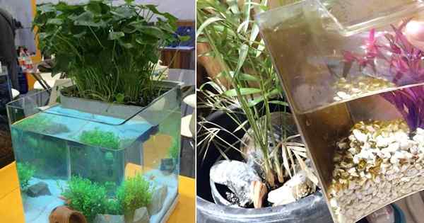 Utilisation de l'eau d'aquarium pour les plantes