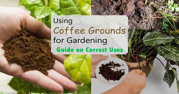 Usando grãos de café para jardinagem | Guia sobre usos corretos