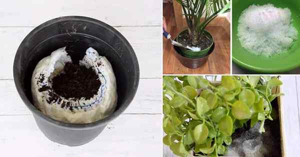 Uso de pañales para la jardinería | Hacks de pañales extraños para jardineros