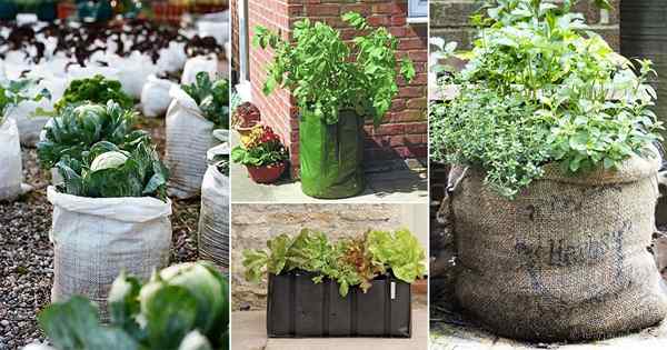 Desea cultivar un huerto portátil que ahorra costos? Aprenda sobre las verduras que puede plantar en bolsas de cultivo y sus ventajas!