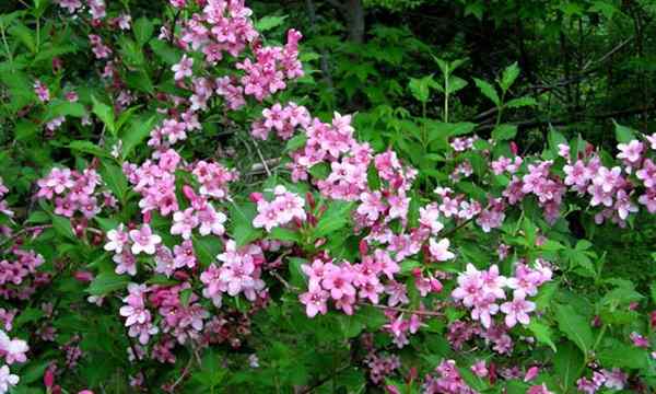 Arbusto de Weigela com flores espetaculares