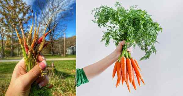 À quoi ressemblent les germes de carotte? Apprenez à les identifier!