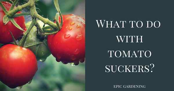 Was machst du mit Tomatensaugerinnen??
