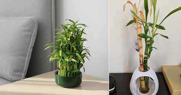 Que Faire Quand Le Bambou Chanceux Devient Jaune Goodgardenthing