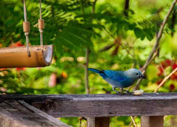 Que nourrir les oiseaux dans le jardin du balcon