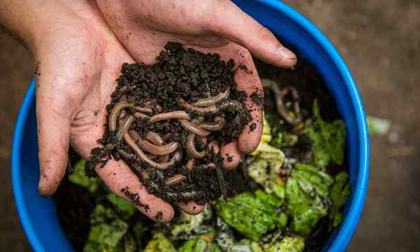 O que alimentar os vermes para o Vermicompost