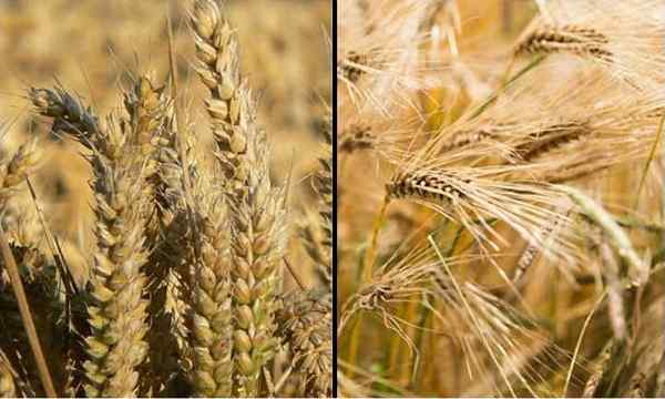 Wheat vs Barley, ¿cuál es la diferencia??
