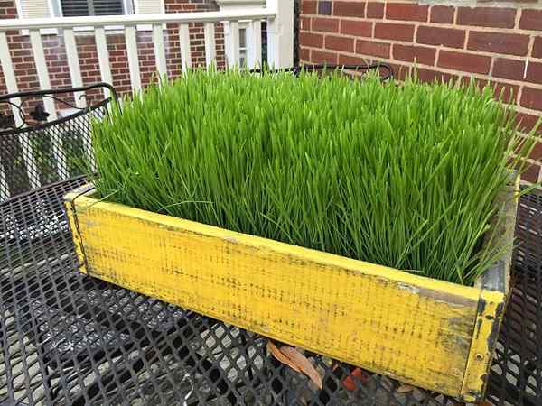 Blé d'herbe comment grandir et pourquoi | Cultiver de blé