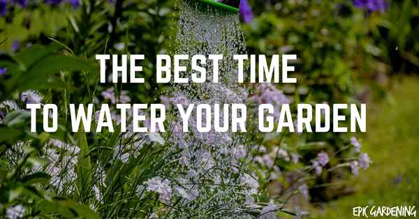 Quel est le meilleur moment pour arroser votre jardin?