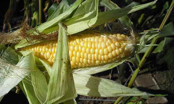 Kapan memanen jagung untuk telinga yang sempurna