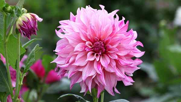 Cuándo plantar Dahlias la mejor época del año