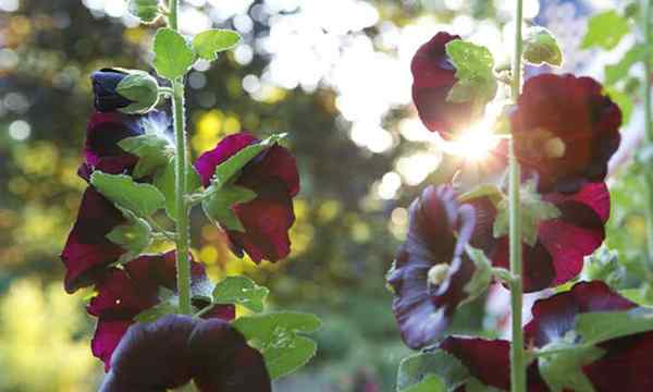 Wann zu Hollyhock -Samen für helle Blüten pflanzen