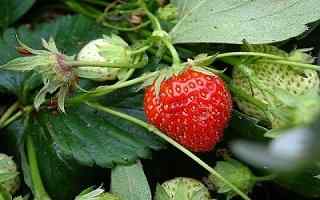 Cuándo plantar fresas