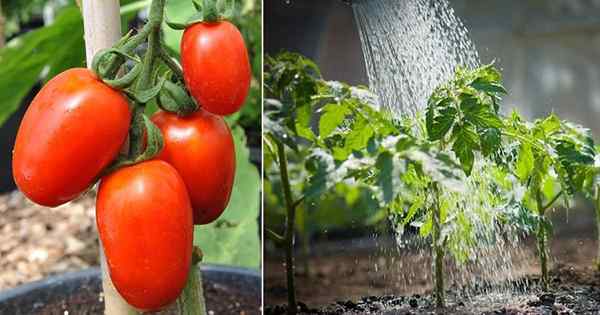 Bila menanam tomato di Georgia | Tomato terbaik untuk tumbuh di Georgia