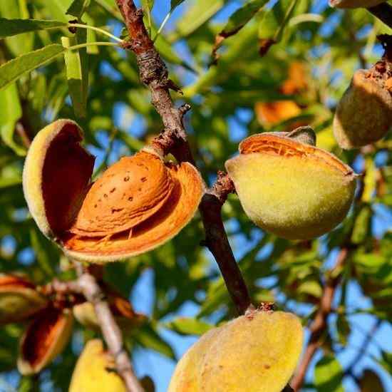 D'où viennent les amandes?